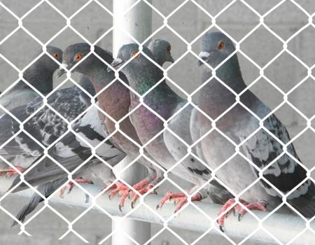 Pragati Bird Netting Services