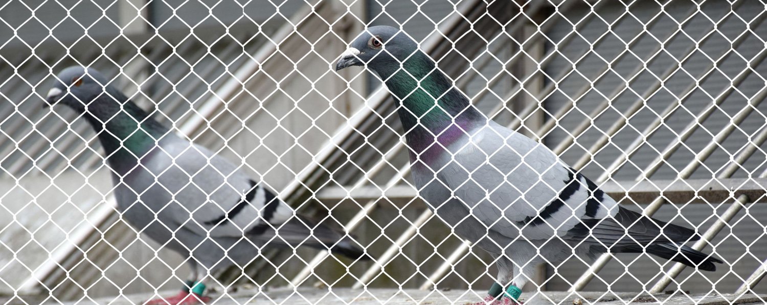 Pragati Bird Netting Services